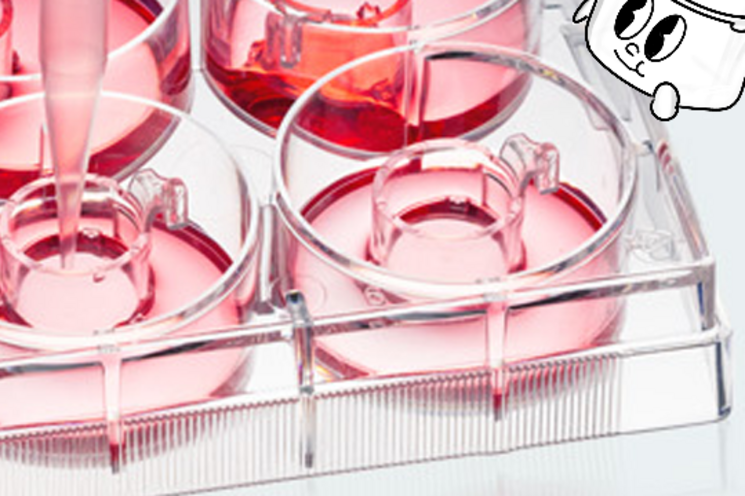 Cell culture inserts